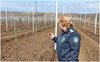 Под контролем инспекторов Управления Россельхознадзора в Крыму высажено более 770 тысяч саженцев винограда и семечковых культур